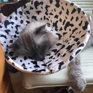Elizabethan Collar Cats Dogs Large Plush Cow Print